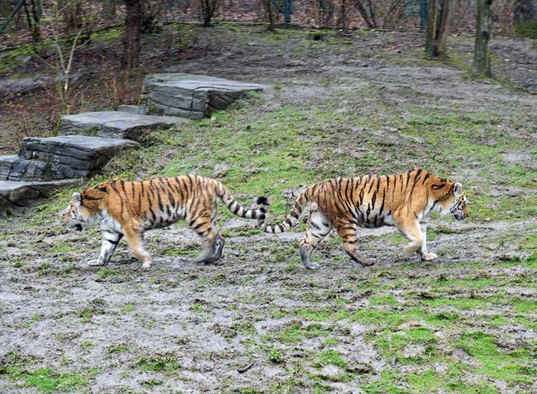 Amur-Tiger Kater WASSJA und MANDSCHU am 14. März 2021 auf der größeren Außenanlage im Tiger-Tal im Zoologischen Garten der Stadt Wuppertal
