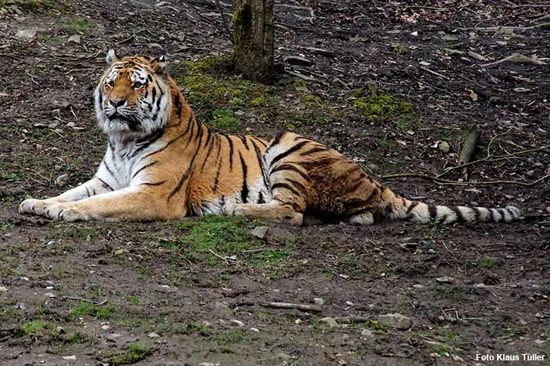 Amur-Tiger-Kater MANDSCHU am 17. März 2021 auf der Außenanlage am Tiger-Tal im Zoo Wuppertal (Foto Klaus Tüller)