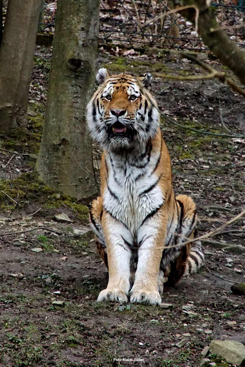 Amur-Tiger-Kater MANDSCHU am 17. März 2021 auf der Außenanlage am Tiger-Tal im Wuppertaler Zoo (Foto Klaus Tüller)