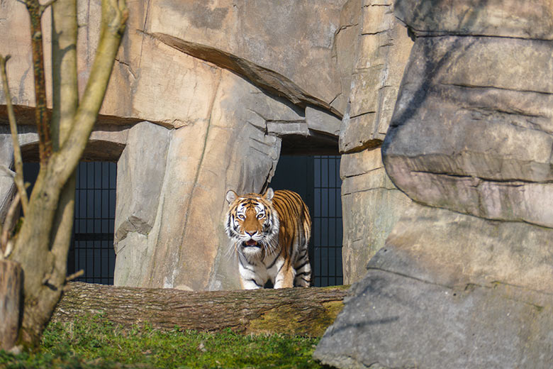Amur-Tigerin MYMOZA am 24. März 2021 im Tiger-Tal im Zoologischen Garten Wuppertal
