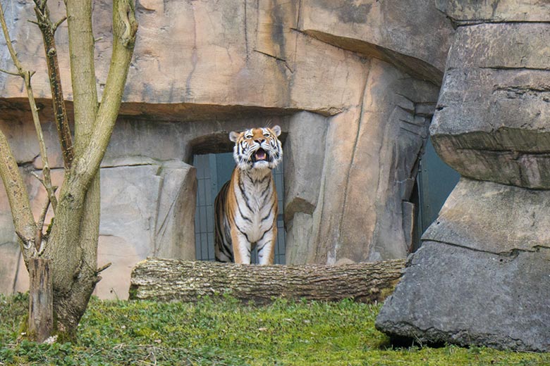 Amur-Tiger-Katze MYMOZA am 25. März 2021 im Tiger-Tal im Grünen Zoo Wuppertal