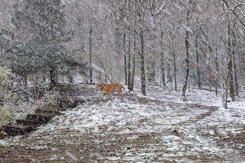 Amur-Tiger-Kater im Schneetreiben am 6. April 2021 auf der Außenanlage im Tiger-Tal im Wuppertaler Zoo
