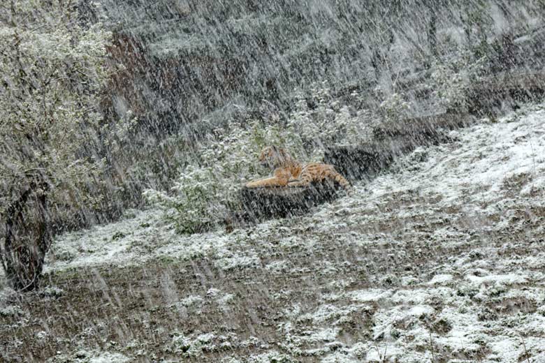 Amur-Tiger-Kater im Schneetreiben am 6. April 2021 auf der Außenanlage im Tiger-Tal im Zoo Wuppertal