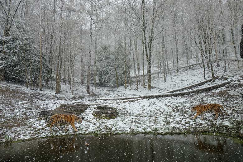 Amur-Tiger-Kater im Schneetreiben am 6. April 2021 auf der Außenanlage im Tiger-Tal im Grünen Zoo Wuppertal