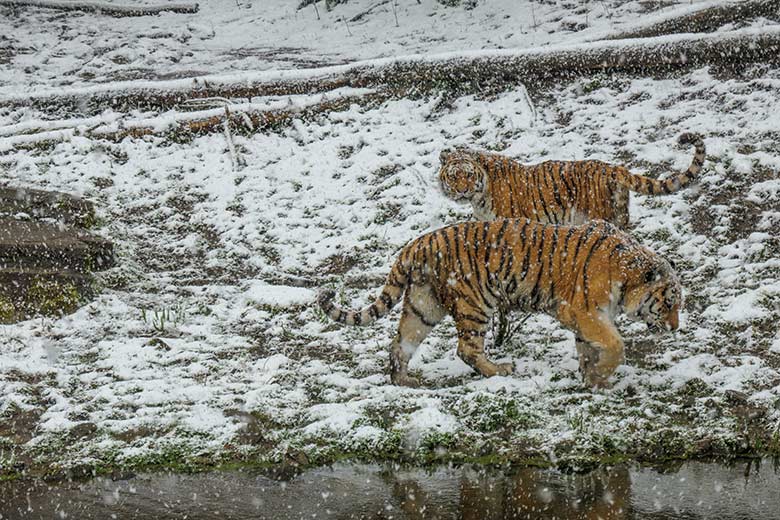 Amur-Tiger-Kater im Schneetreiben am 6. April 2021 auf der Außenanlage im Tiger-Tal im Zoologischen Garten der Stadt Wuppertal