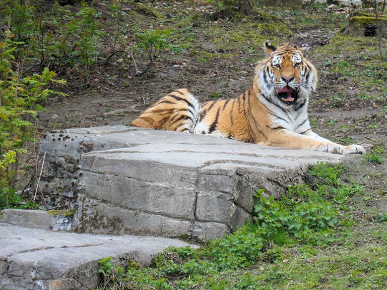 Amur-Tiger-Kater MANDSCHU am 14. April 2021 auf der großen Außenanlage im Tiger-Tal im Zoo Wuppertal