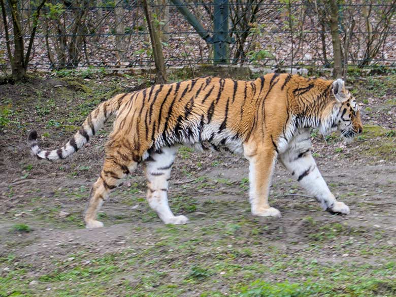 Amur-Tiger-Kater MANDSCHU am 14. April 2021 auf der großen Außenanlage im Tiger-Tal im Wuppertaler Zoo