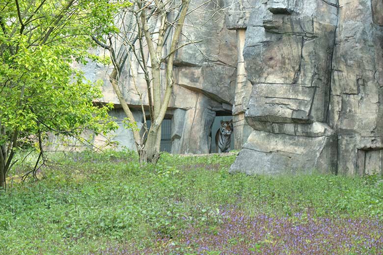 Amur-Tiger-Katze MYMOZA am 1. Mai 2021 im Tiger-Tal im Grünen Zoo Wuppertal