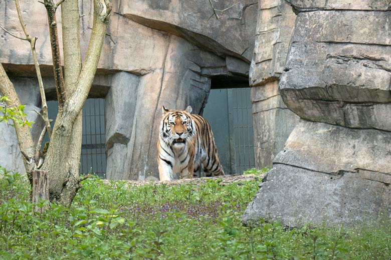 Amur-Tigerin MYMOZA am 1. Mai 2021 im Tiger-Tal im Zoologischen Garten der Stadt Wuppertal