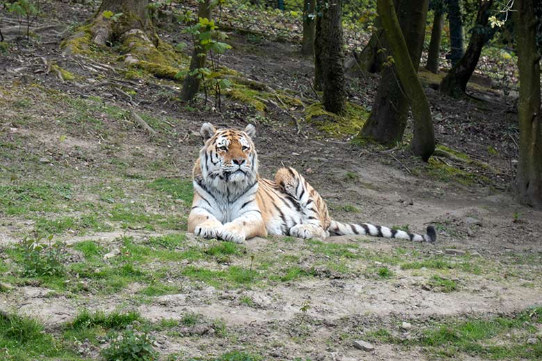Amur-Tiger-Kater WASSJA am 1. Mai 2021 im Tiger-Tal im Zoologischen Garten Wuppertal