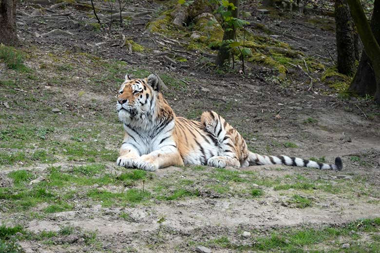Amur-Tiger-Kater WASSJA am 1. Mai 2021 im Tiger-Tal im Wuppertaler Zoo