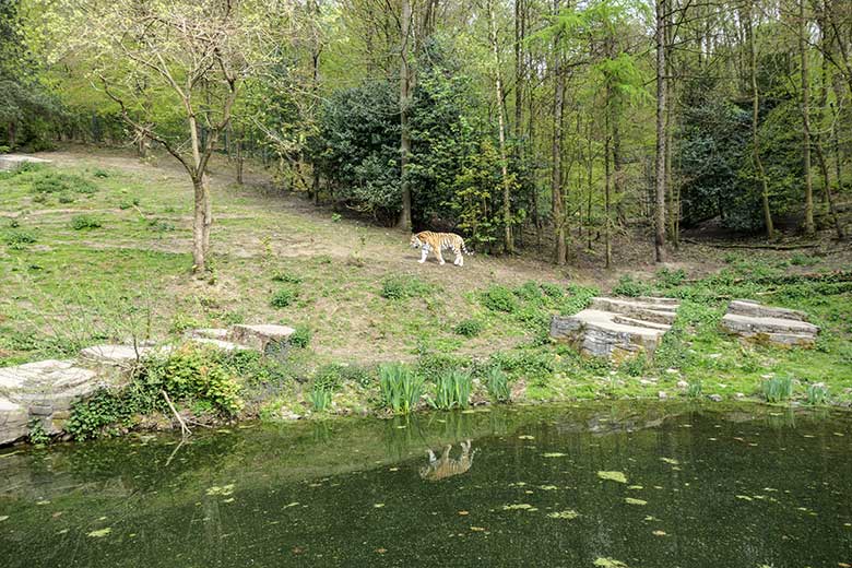 Amur-Tiger-Kater WASSJA am 6. Mai 2021 auf der Außenanlage im Tiger-Tal im Grünen Zoo Wuppertal
