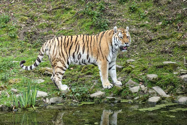 Amur-Tiger-Kater WASSJA am 6. Mai 2021 auf der Außenanlage im Tiger-Tal im Zoo Wuppertal
