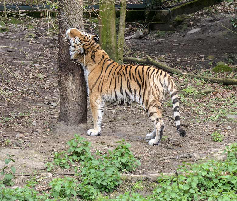 Amur-Tiger-Kater WASSJA am 6. Mai 2021 auf der Außenanlage im Tiger-Tal im Wuppertaler Zoo