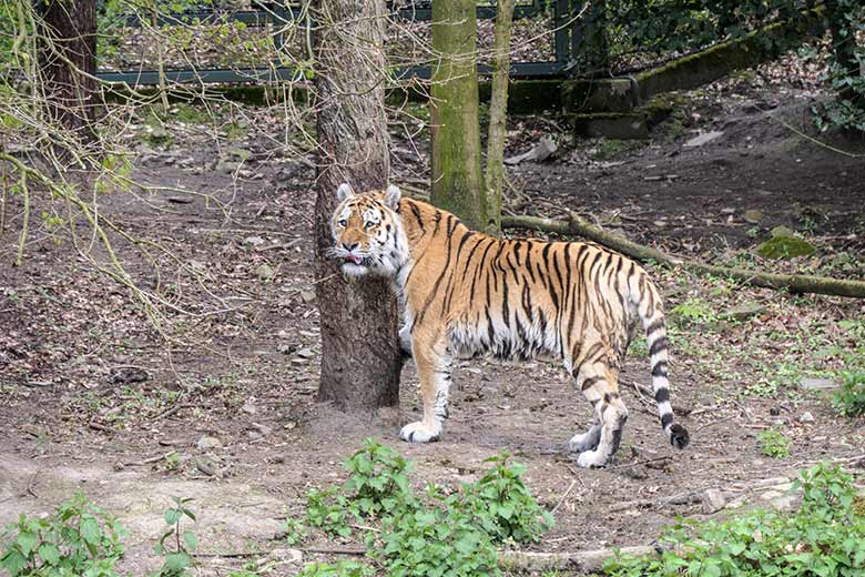 Amur-Tiger-Kater WASSJA am 6. Mai 2021 auf der Außenanlage im Tiger-Tal im Grünen Zoo Wuppertal