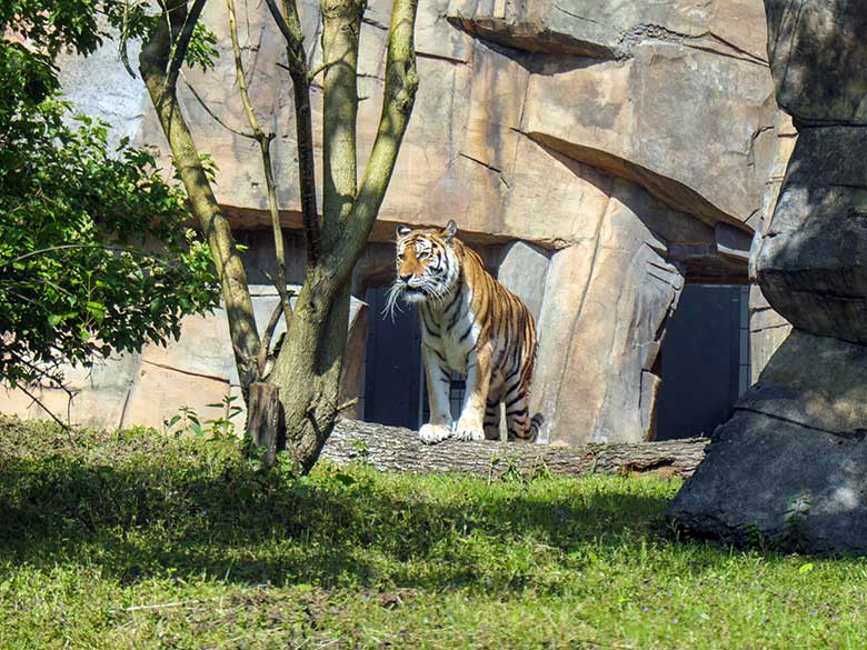 Amur-Tiger-Katze MYMOZA am 31. Mai 2021 auf der kleinen Außenanlage im Tiger-Tal im Grünen Zoo Wuppertal