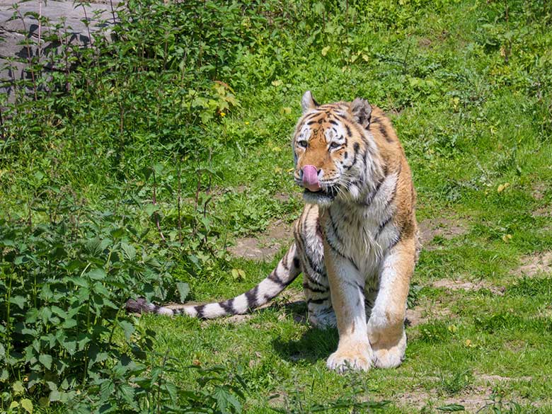 Amur-Tiger-Kater WASSJA am 31. Mai 2021 auf der großen Außenanlage im Tiger-Tal im Zoologischen Garten Wuppertal