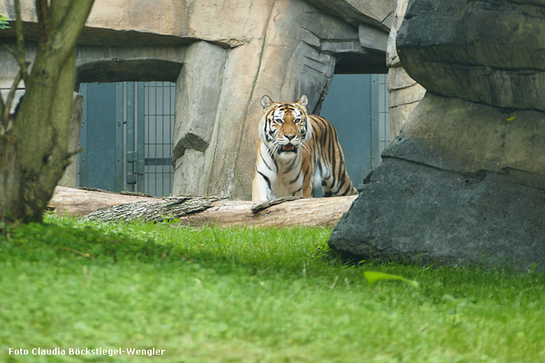 Amur-Tigerin MYMOZA am 21. Juli 2021 vor dem Stallgebäude im Tiger-Tal im Grünen Zoo Wuppertal (Foto Claudia Böckstiegel-Wengler)