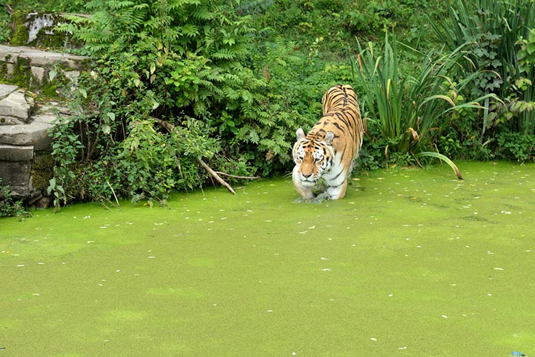 Amur-Tiger-Kater WASSJA am 18. August 2021 im mit Entengrütze bedeckten Wasser auf der Außenanlage im Tiger-Tal im Zoo Wuppertal