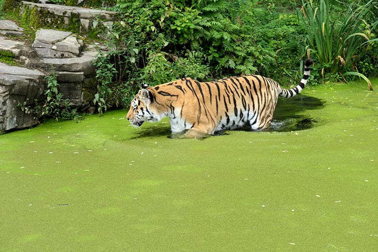 Amur-Tiger-Kater WASSJA am 18. August 2021 im mit Entengrütze bedeckten Wasser auf der Außenanlage im Tiger-Tal im Wuppertaler Zoo