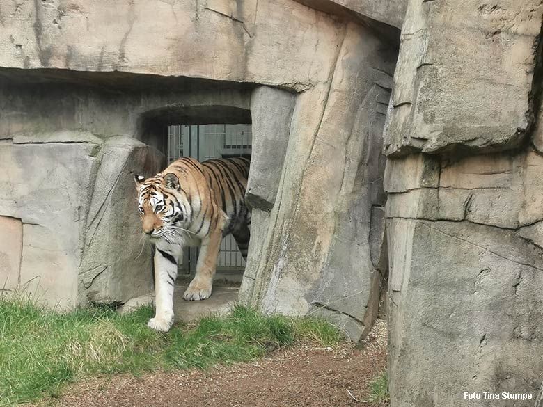 Amur-Tiger-Katze MYMOZA am 17. Oktober 2021 am Durchgang zur Außenanlage im Tiger-Tal im Grünen Zoo Wuppertal (Foto Tina Stumpe)