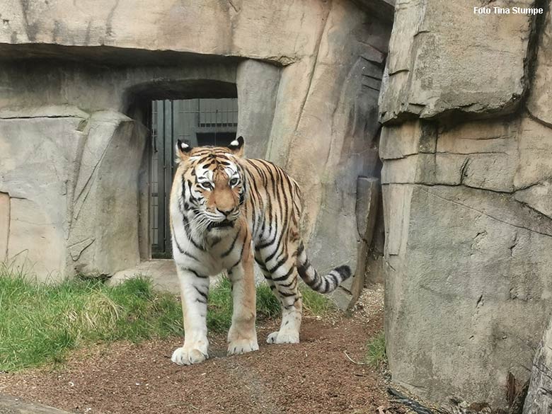 Amur-Tiger-Katze MYMOZA am 17. Oktober 2021 am Durchgang zur Außenanlage im Tiger-Tal im Zoologischen Garten Wuppertal (Foto Tina Stumpe)