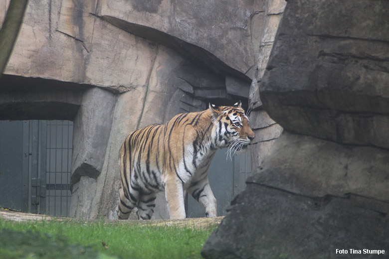 Amur-Tiger-Katze MYMOZA am 17. Oktober 2021 am Durchgang zur Außenanlage im Tiger-Tal im Wuppertaler Zoo (Foto Tina Stumpe)