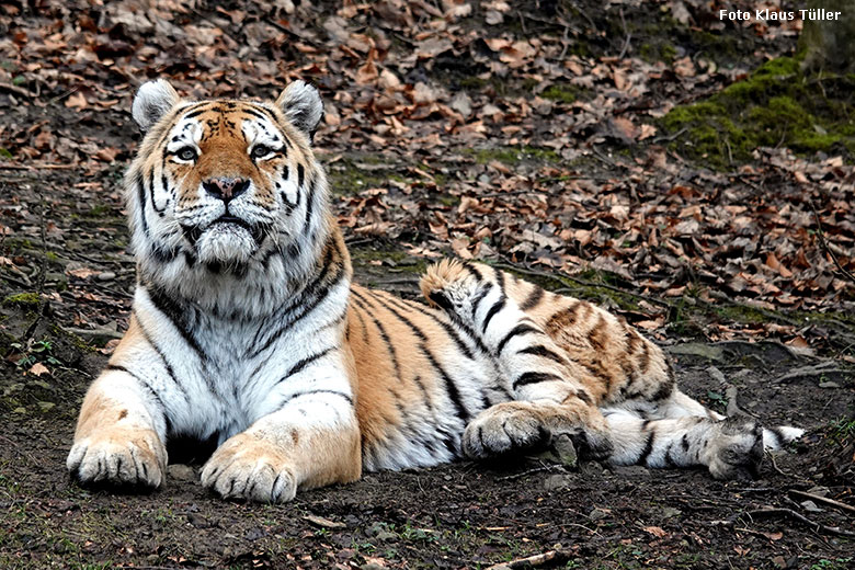 Amur-Tiger-Kater WASSJA am 2. Februar 2022 auf der größeren Außenanlage im Tiger-Tal im Grünen Zoo Wuppertal (Foto Klaus Tüller)