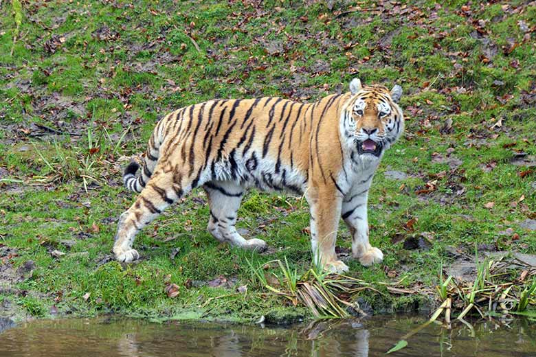 Amur-Tiger-Kater WASSJA am 2. Februar 2022 auf der größeren Außenanlage im Tiger-Tal im Wuppertaler Zoo