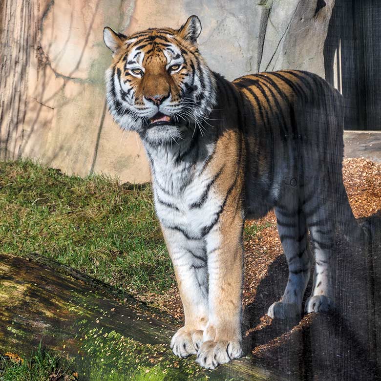 Amur-Tigerin MYMOZA am 26. Februar 2022 im Tiger-Tal im Wuppertaler Zoo