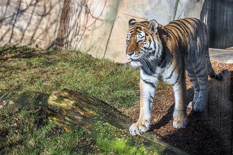 Amur-Tigerin MYMOZA am 26. Februar 2022 im Tiger-Tal im Grünen Zoo Wuppertal