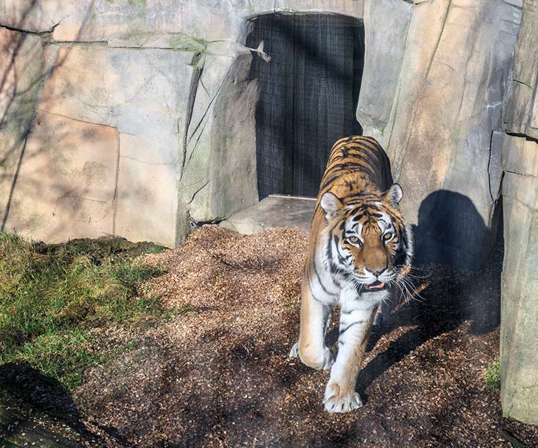 Amur-Tiger-Katze MYMOZA am 27. Februar 2022 im Tiger-Tal im Grünen Zoo Wuppertal