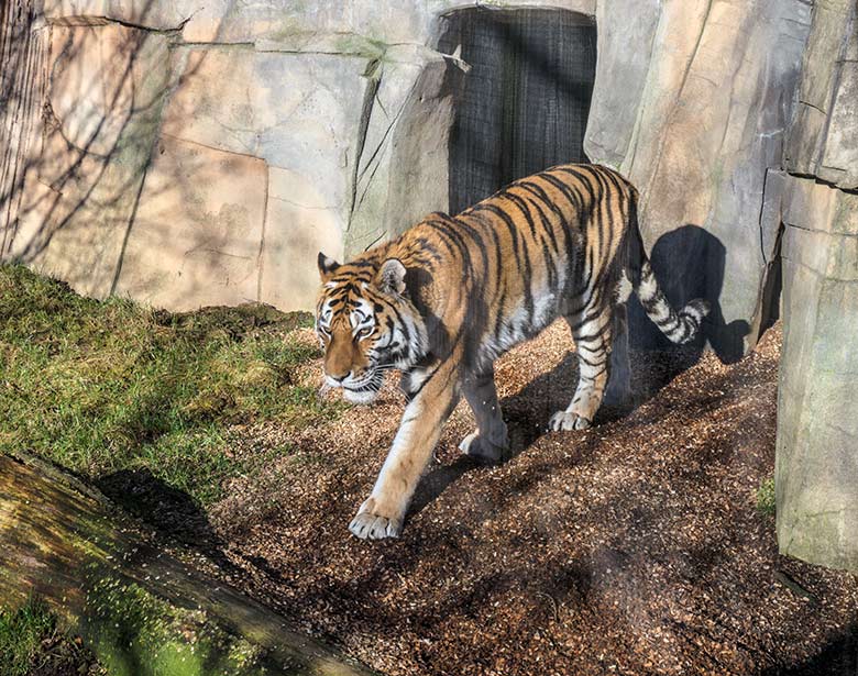Amur-Tiger-Katze MYMOZA am 27. Februar 2022 im Tiger-Tal im Wuppertaler Zoo