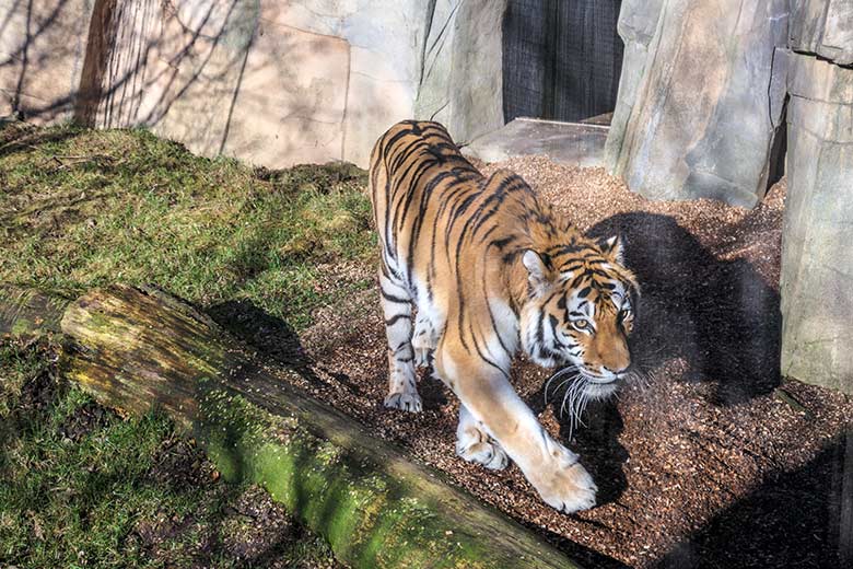 Amur-Tiger-Katze MYMOZA am 27. Februar 2022 im Tiger-Tal im Zoologischen Garten der Stadt Wuppertal