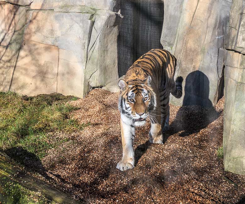 Amur-Tiger-Katze MYMOZA am 27. Februar 2022 im Tiger-Tal im Wuppertaler Zoo