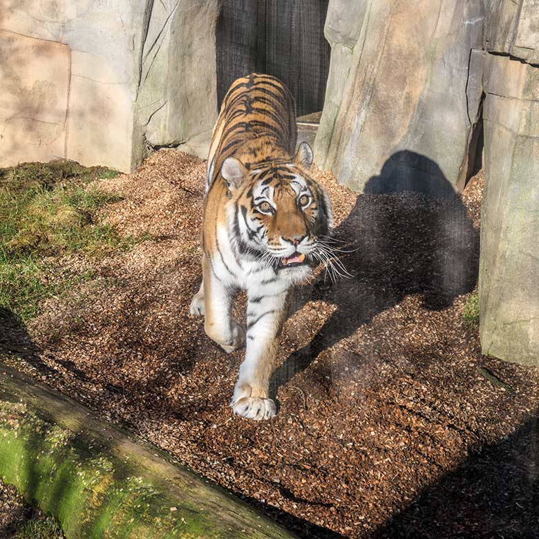 Amur-Tiger-Katze MYMOZA am 27. Februar 2022 im Tiger-Tal im Zoo Wuppertal