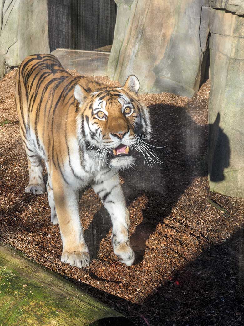 Amur-Tiger-Katze MYMOZA am 27. Februar 2022 im Tiger-Tal im Zoologischen Garten Wuppertal