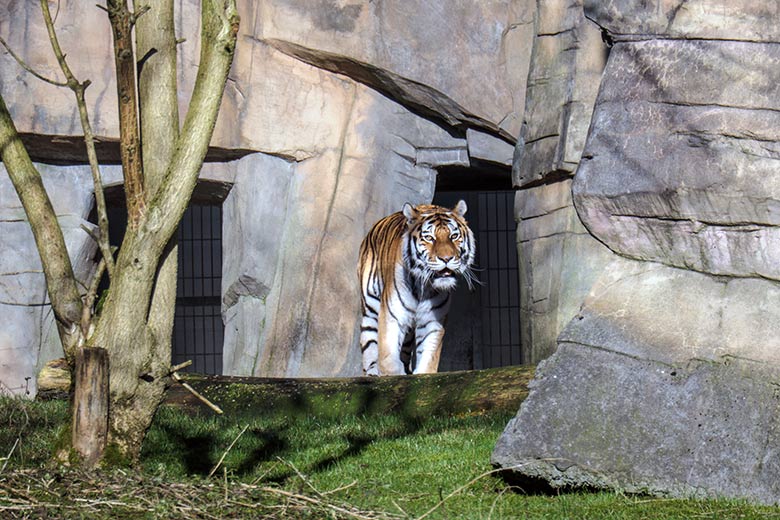 Amur-Tigerin MYMOZA am 27. Februar 2022 im Tiger-Tal im Zoologischen Garten Wuppertal