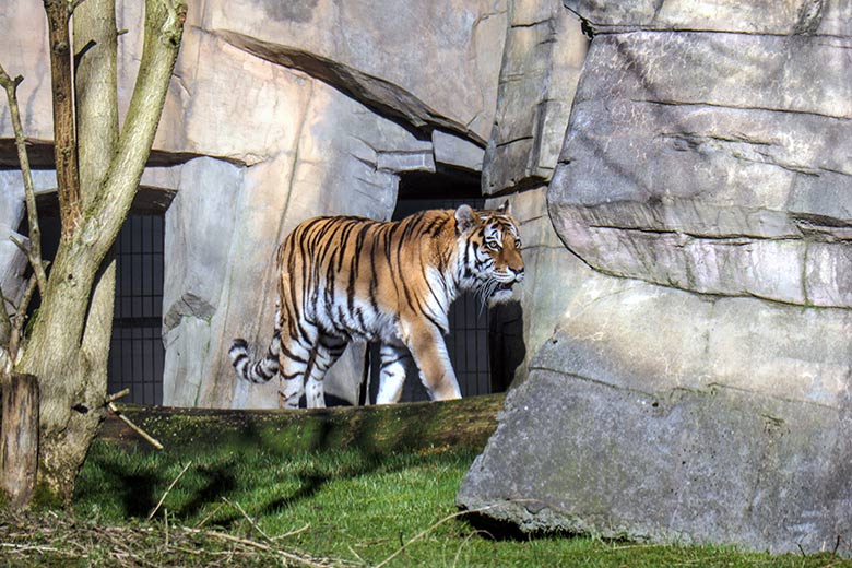 Amur-Tigerin MYMOZA am 27. Februar 2022 im Tiger-Tal im Wuppertaler Zoo