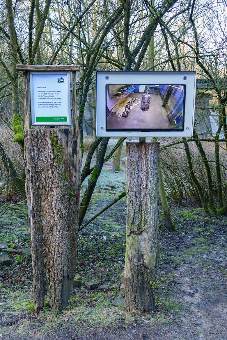 Amur-Tigerin MYMOZA am 27. Februar 2022 auf dem Beobachtung-Monitor im Tiger-Tal im Grünen Zoo Wuppertal