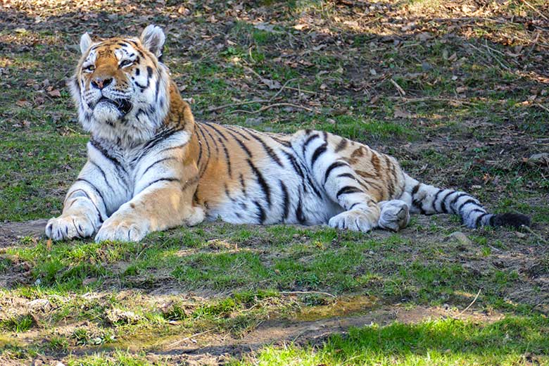 Amur-Tiger-Kater WASSJA am 5. März 2022 auf der größeren Außenanlage im Tiger-Tal im Zoologischen Garten Wuppertal