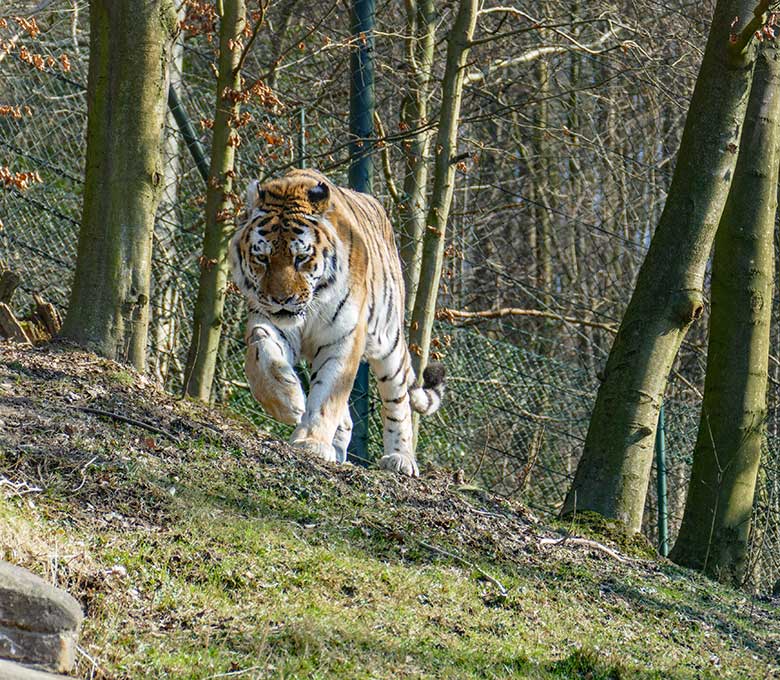 Amur-Tiger-Kater WASSJA am 5. März 2022 auf der größeren Außenanlage im Tiger-Tal im Grünen Zoo Wuppertal