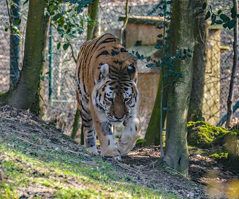 Amur-Tiger-Kater WASSJA am 5. März 2022 auf der größeren Außenanlage im Tiger-Tal im Zoologischen Garten der Stadt Wuppertal