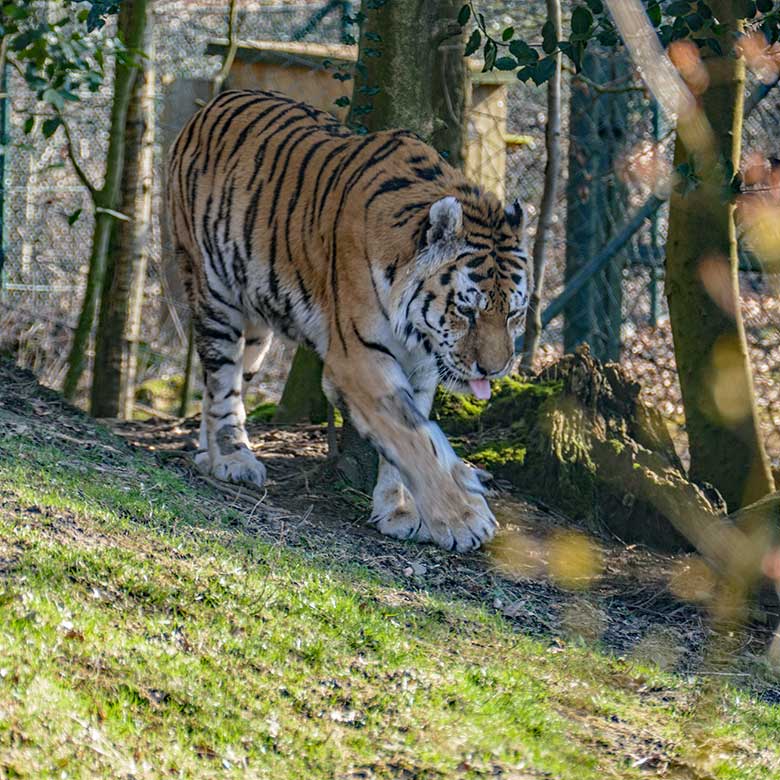 Amur-Tiger-Kater WASSJA am 5. März 2022 auf der größeren Außenanlage im Tiger-Tal im Wuppertaler Zoo