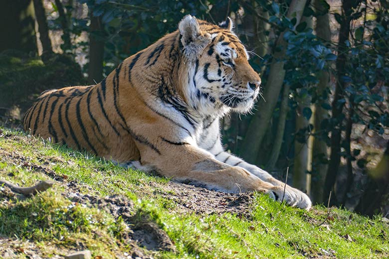 Amur-Tiger-Kater WASSJA am 5. März 2022 auf der größeren Außenanlage im Tiger-Tal im Zoo Wuppertal