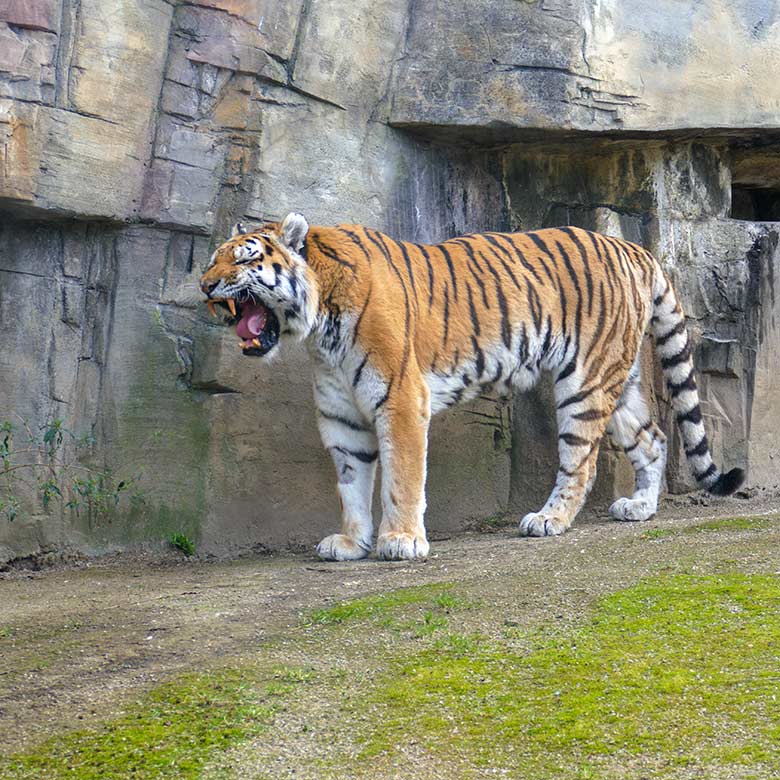 Amur-Tiger-Kater WASSJA am 6. März 2022 auf der größeren Außenanlage im Tiger-Tal im Grünen Zoo Wuppertal