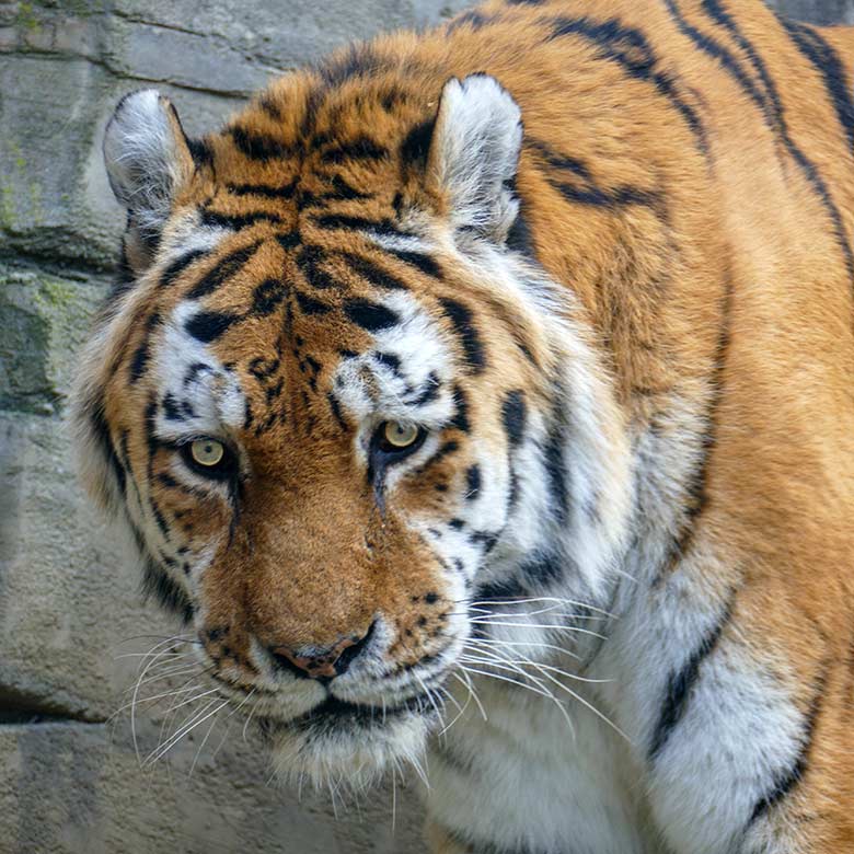 Amur-Tiger-Kater WASSJA am 6. März 2022 auf der größeren Außenanlage im Tiger-Tal im Zoologischen Garten Wuppertal