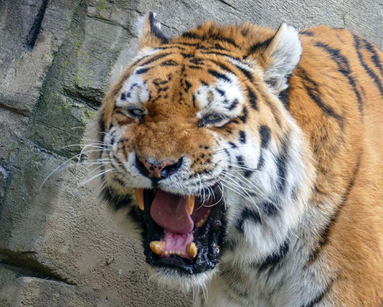 Amur-Tiger-Kater WASSJA am 6. März 2022 auf der größeren Außenanlage im Tiger-Tal im Zoo Wuppertal