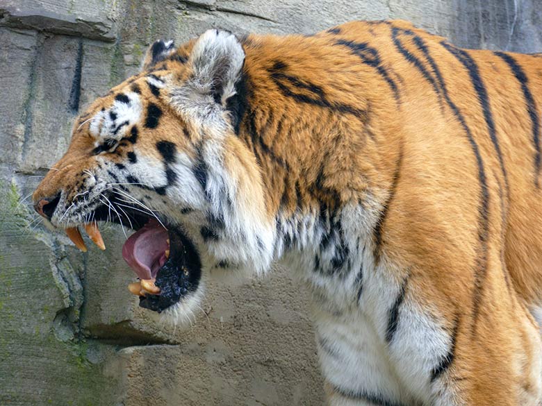 Amur-Tiger-Kater WASSJA am 6. März 2022 auf der größeren Außenanlage im Tiger-Tal im Wuppertaler Zoo