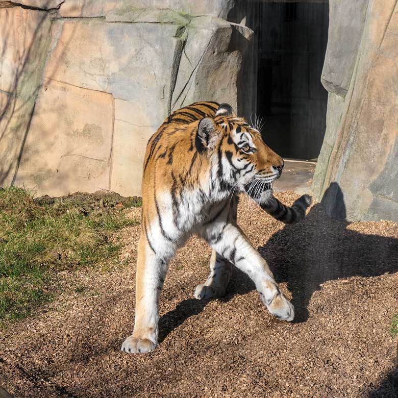 Amur-Tiger-Katze MYMOZA am 8. März 2022 im Tiger-Tal im Wuppertaler Zoo